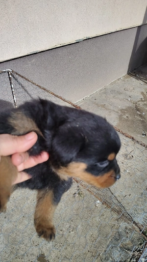 pui rottweiler  - imagine 4