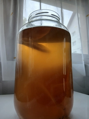 Ciuperca Kombucha