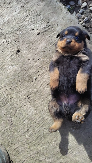 pui rottweiler  - imagine 5