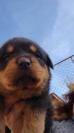 pui rottweiler 