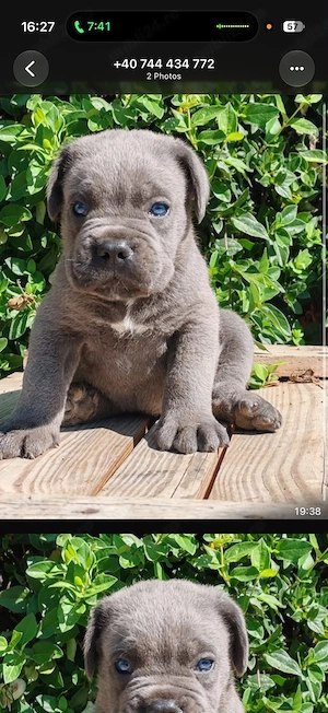 Cane corso disponibile  - imagine 5