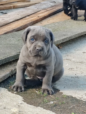 Cane corso disponibile  - imagine 3