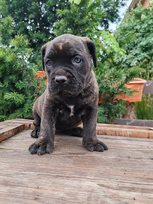Cane corso disponibile  - imagine 4