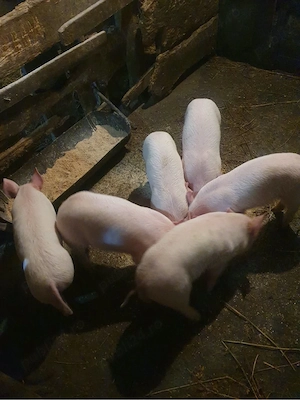 Vând 6 porci - imagine 2