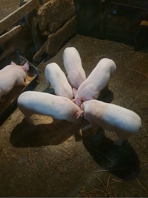 Vând 6 porci - imagine 5