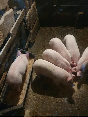 Vând 6 porci - imagine 3