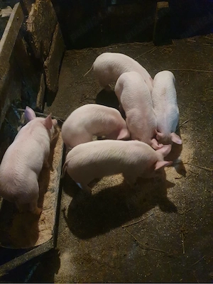 Vând 6 porci - imagine 4