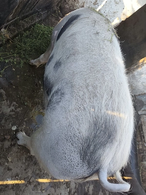 Vând porc de carne pentru sacrificat - imagine 2