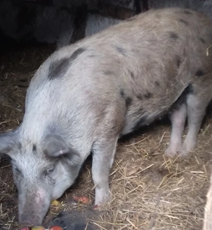 Vând sau schimb porci 