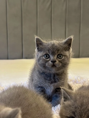 pui British Shorthair 100% - imagine 4