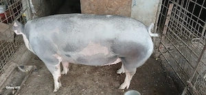 Vand purcea landras cu pietran  350 kg +