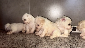 Puiuti Bichon  - imagine 4