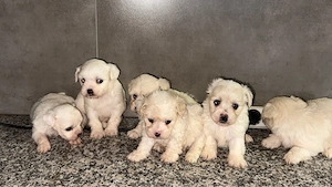 Puiuti Bichon  - imagine 3