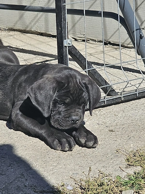 Pui Cane Corso - imagine 3