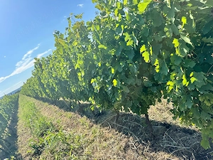 Vin Dragasani