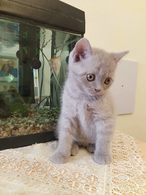 British shorthair ultimul băiețel  - imagine 2