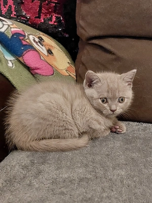 British shorthair ultimul băiețel  - imagine 4