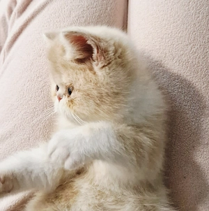 Exotic Shorthair Persana  1 Băiețel  - imagine 4
