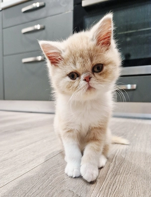 Exotic Shorthair Persana  1 Băiețel  - imagine 5
