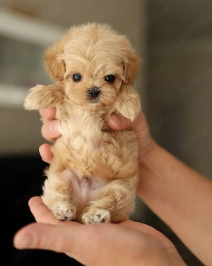Maltipoo mini toy pudel  - imagine 3