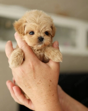 Maltipoo mini toy pudel 