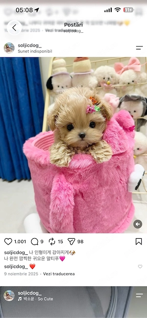 Maltipoo   Pudel mini toy 