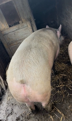porc pt sarbatori 