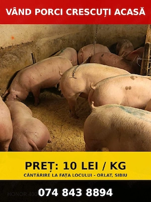 vând porci de carne diferite mărimi  - imagine 2