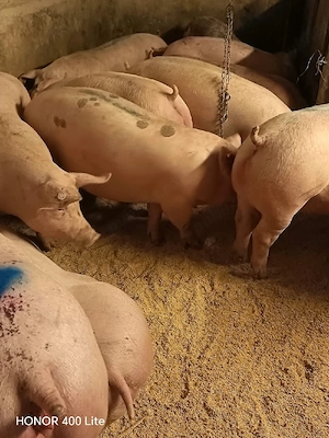vând porci de carne diferite mărimi 