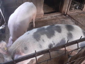 De vânzare rasă landrace cu pietran.  - imagine 3