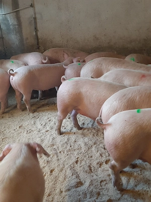 vând porci de carne diferite mărimi  - imagine 4