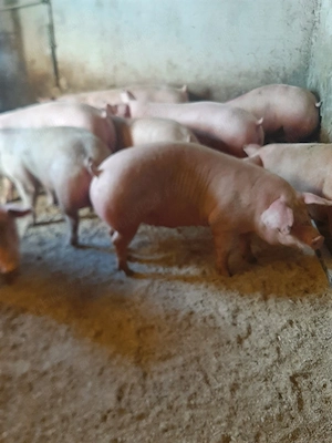 vând porci de carne.pe cantar 