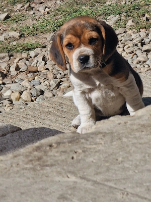 Rasa Beagle  - imagine 3