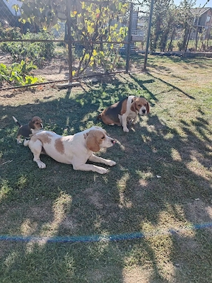 Rasa Beagle  - imagine 4