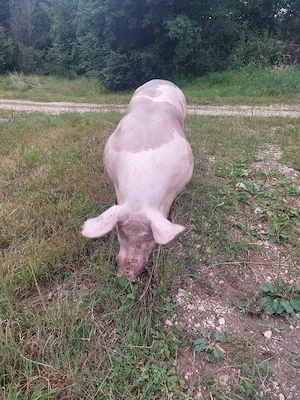Vand vier pietrean pur pentru reproductie