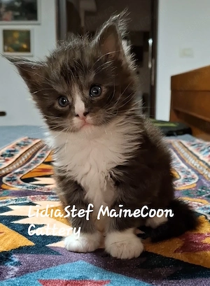 Maine Coon pisicuti cu Pedigree WCF-Magnificats-Felisa Timisoara - imagine 2