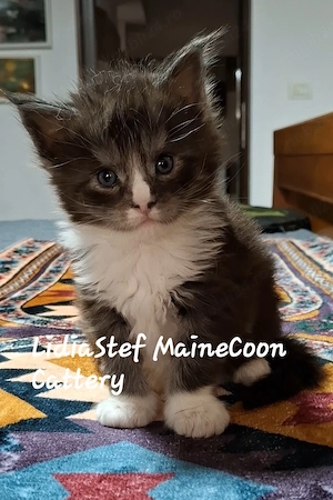 Maine Coon pisicuti cu Pedigree WCF-Magnificats-Felisa Timisoara - imagine 3