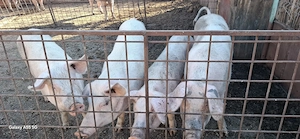Porci de Vanzare 