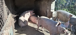 Porci de Vanzare  - imagine 2