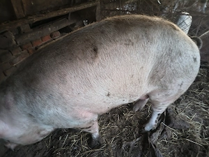 Porci mari 400kg -250 kg. De țară, nu de fermă ! 