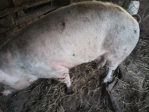 Porcii mari (400kg, 350 kg , 300 kg , 250 kg ),dar și mai mici.  - imagine 3