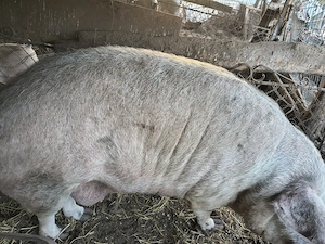 Porcii mari (400kg, 350 kg , 300 kg , 250 kg ),dar și mai mici.  - imagine 4