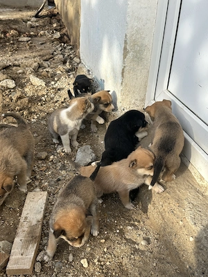 Vând husky  . Mai multe detalii la telefon  - imagine 3