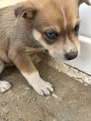 Vând husky  . Mai multe detalii la telefon  - imagine 5