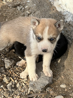 Vând husky  . Mai multe detalii la telefon 