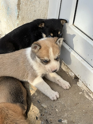 Vând husky  . Mai multe detalii la telefon  - imagine 2