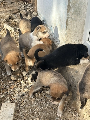 Vând husky  . Mai multe detalii la telefon  - imagine 4