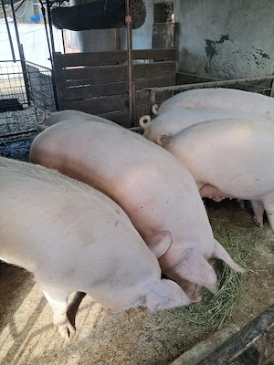 de vânzare