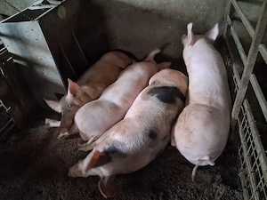 Porci de carne de vanzare