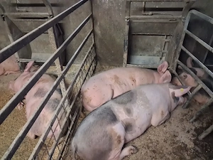 Porci de carne de vanzare - imagine 3